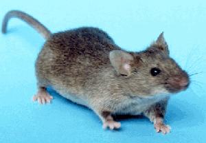 Original mouse photograph before background removal
