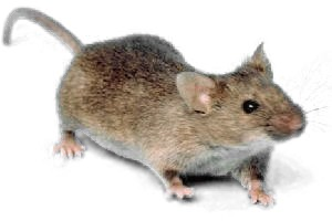 The same mouse isolated with its background removed and placed on a new gradient